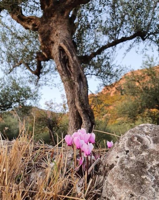 A Small Paradise In Mani With Local Hospitality Orovas エクステリア 写真